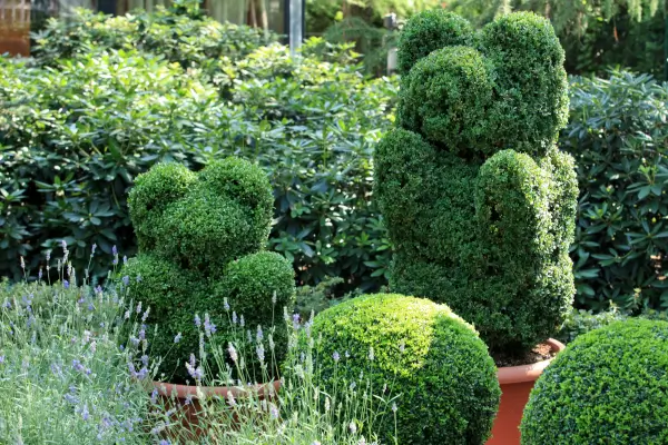 Plantas Esculturais em  pequenos espaços: Topiaria elevando o Charme do Seu Jardim