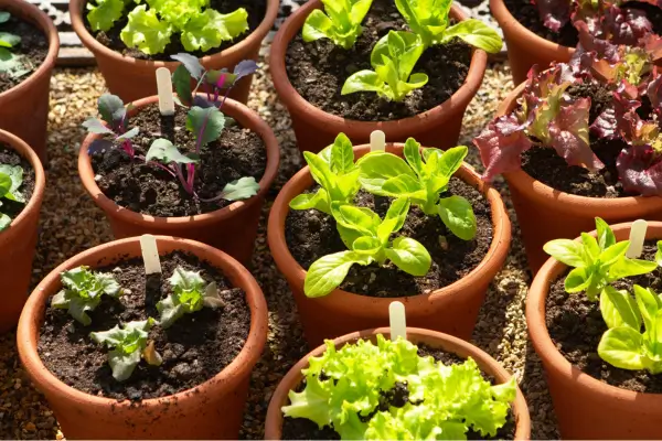 Horta em vasos sua própria plantação em casa: Otimização de espaços