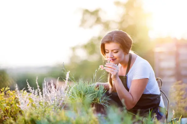 Jardins Sensoriais cultive plantas aromáticas:  A Jardinagem para Estimular Todos os Sentidos