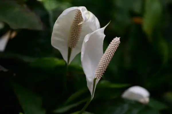 Plantas para Purificar o Ar da sua Casa e Jardim: purificadores naturais