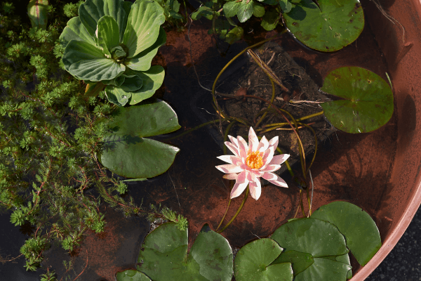 Jardins Aquáticos Portáteis para Espaços Pequenos: Deixe a natureza entrar