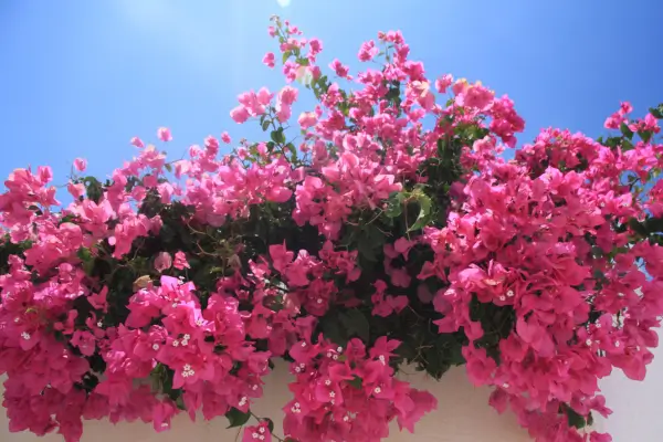 Transforme paredes e cercas em jardim vivo: plantas trepadeiras como decoração