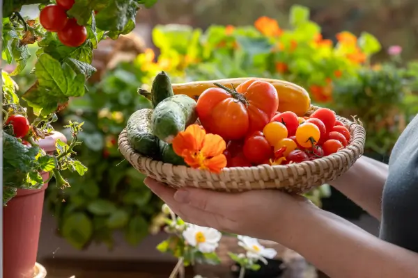 Como montar  uma Horta  em Espaços Reduzidos: Verde na varanda