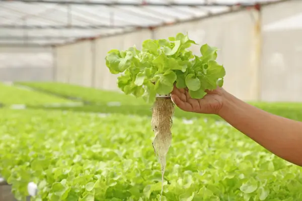 Horta Hidropônica para iniciantes: Cultive alimentos em casa