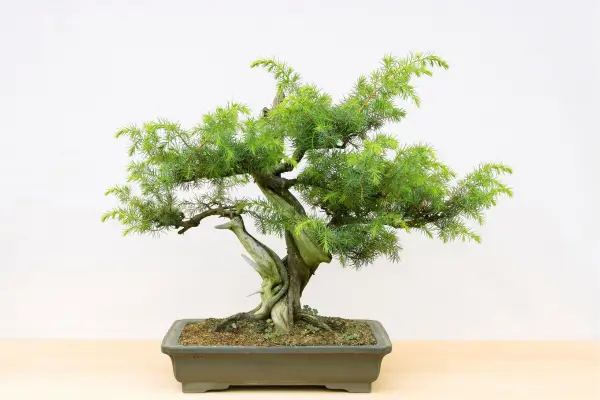 A Arte de Cultivar mini – árvores em vasos : Bonsai