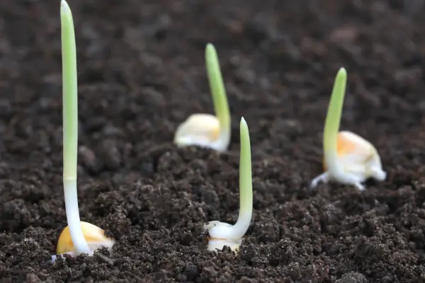 Horta Produtiva com Húmus de Minhocas: O Nutriente Essencial para as plantas