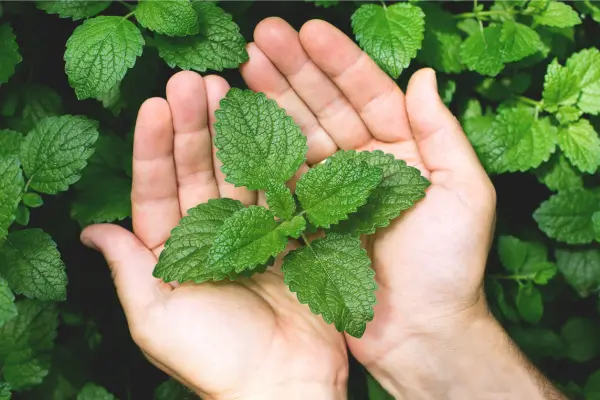 Hortelã-Pimenta e Hortelã Verde  ervas aromáticas para temperos : Sabor refrescante