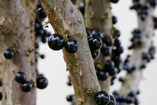 Fruta Brasileira que Você Pode Cultivar em vaso: Jaboticaba