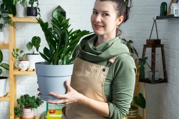 Planta ornamental para quem não tem tempo: Zamioculca purifica o ar